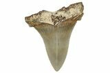 Serrated Angustidens Tooth - Megalodon Ancestor #302041-1